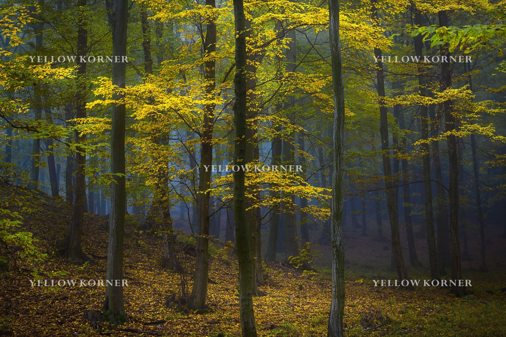 WHEN THE SUN SHINES ON YOUR WAY, Forest, JANEK SEDLAR · Art