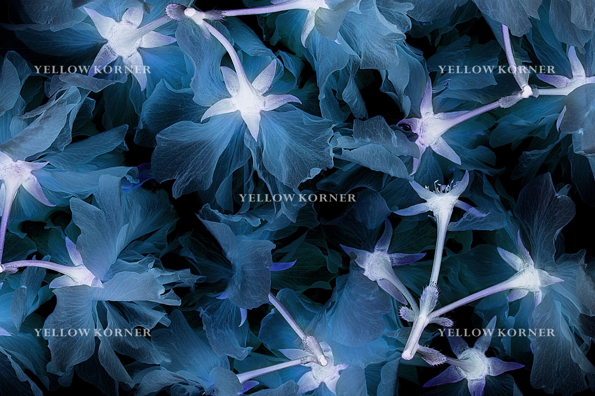 Fleurs De Pavot, Flowers, MICHEL GANTNER · Art photographs