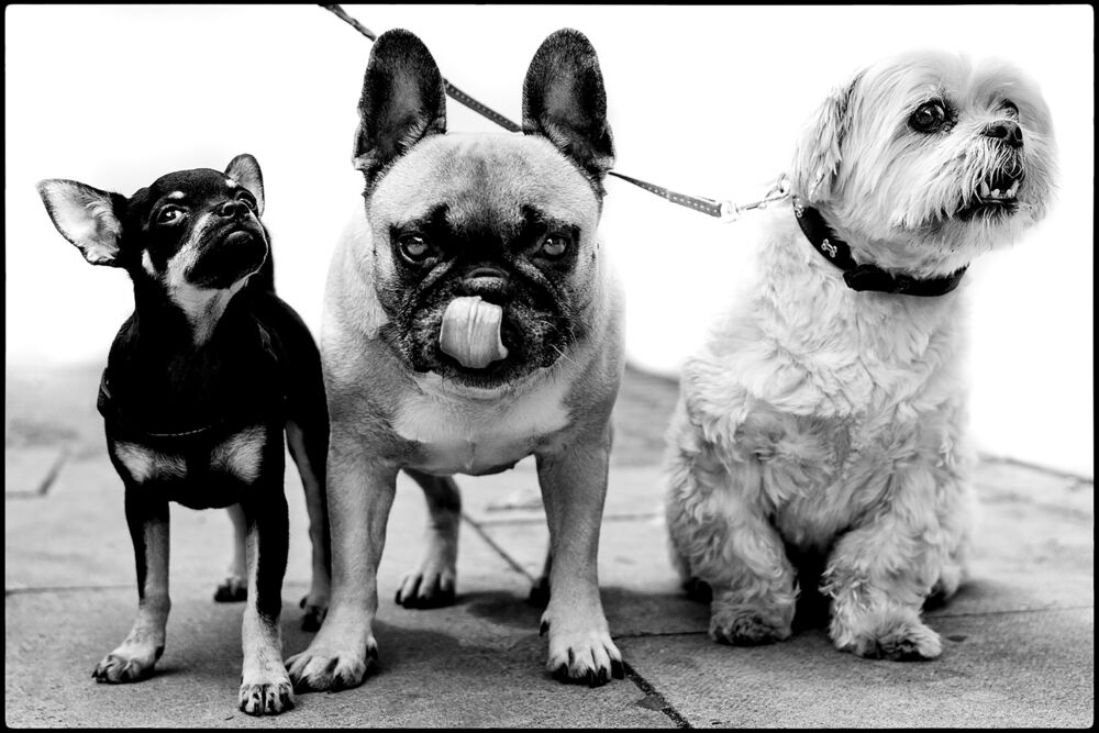 Troublesome trio