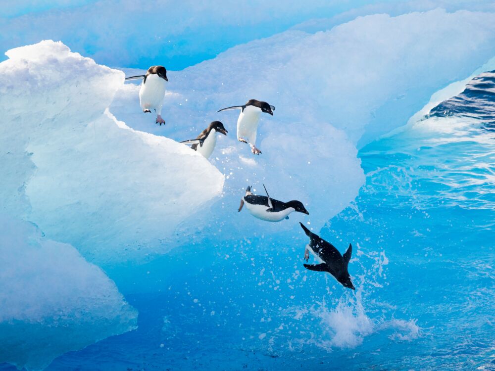 Adelie penguins