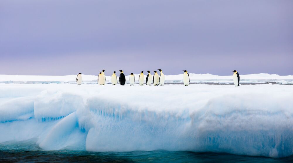 Emperor penguins