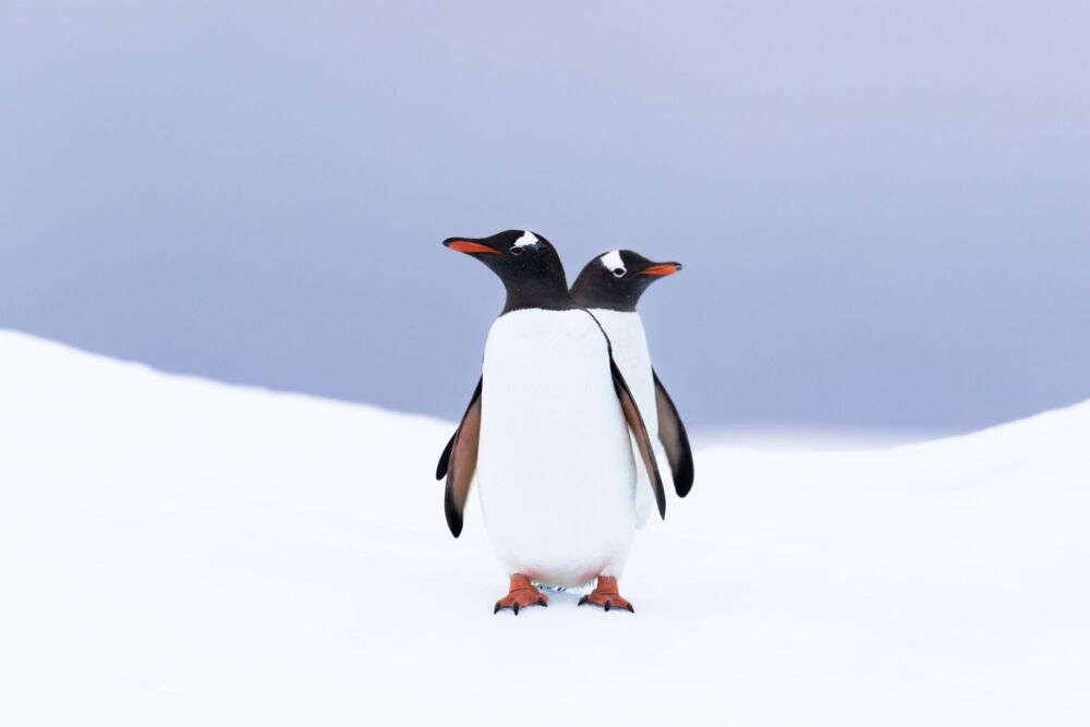 Gentoo penguins