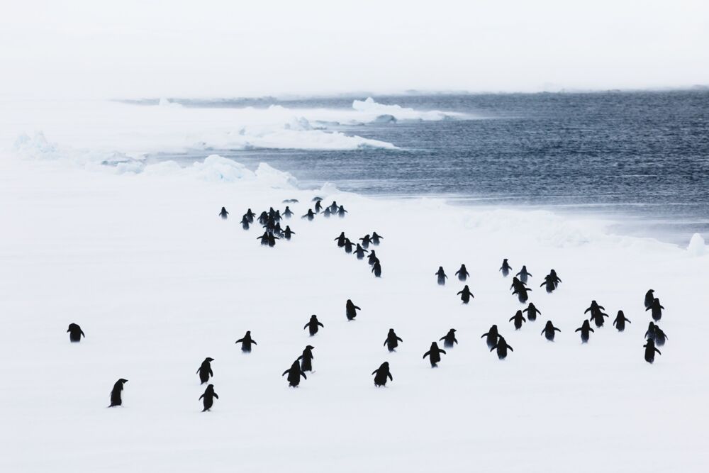 Penguin storm