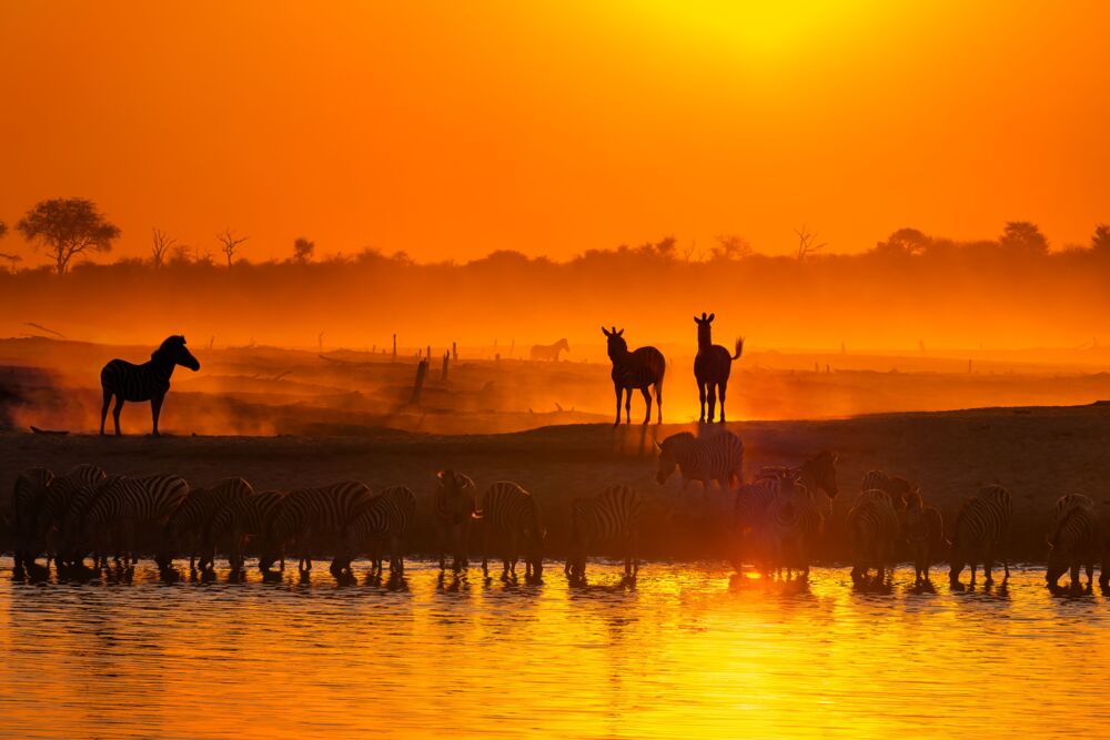 Golden gathering