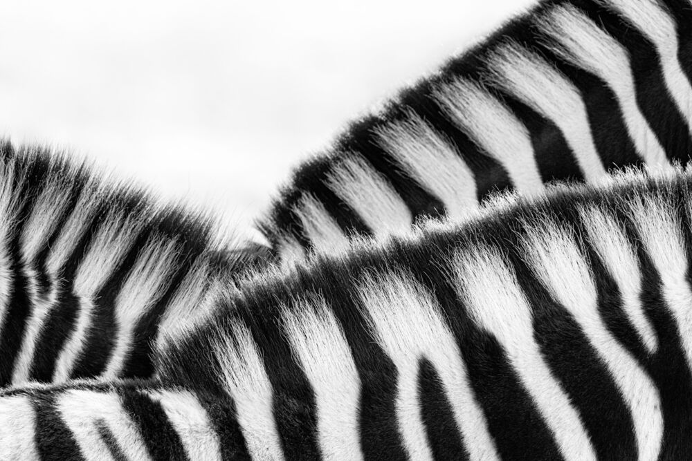 Stripe rhythm