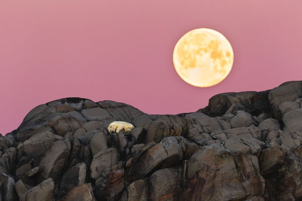 Under the Arctic moon