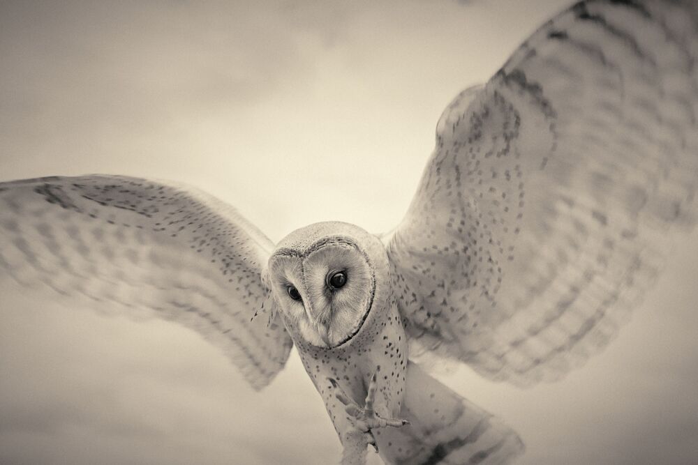 Barn owl