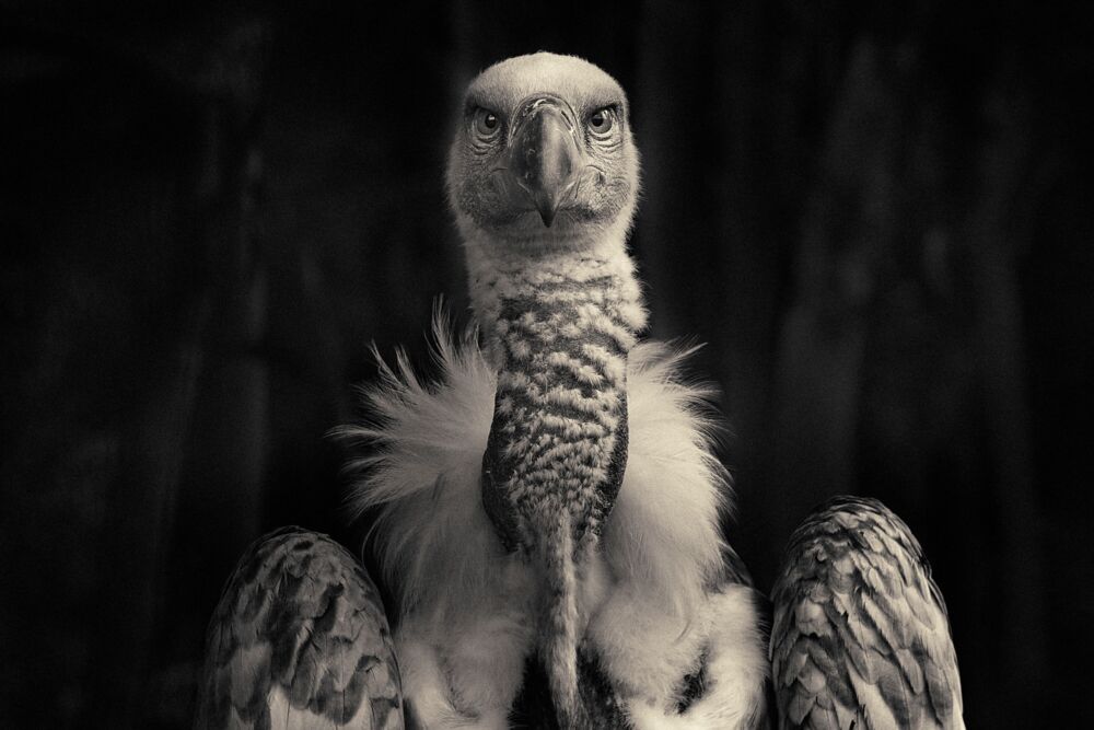 Vulture