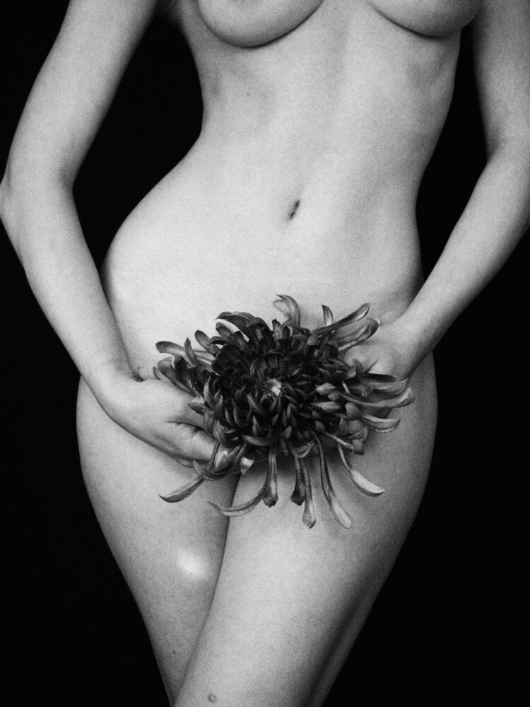 Asteraceae