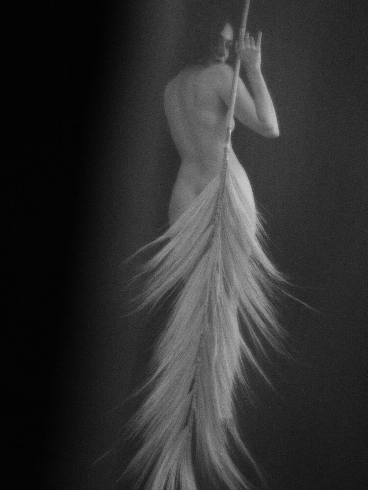 L'ombre de la plume