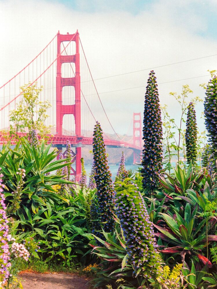 Spring at the Golden Gate