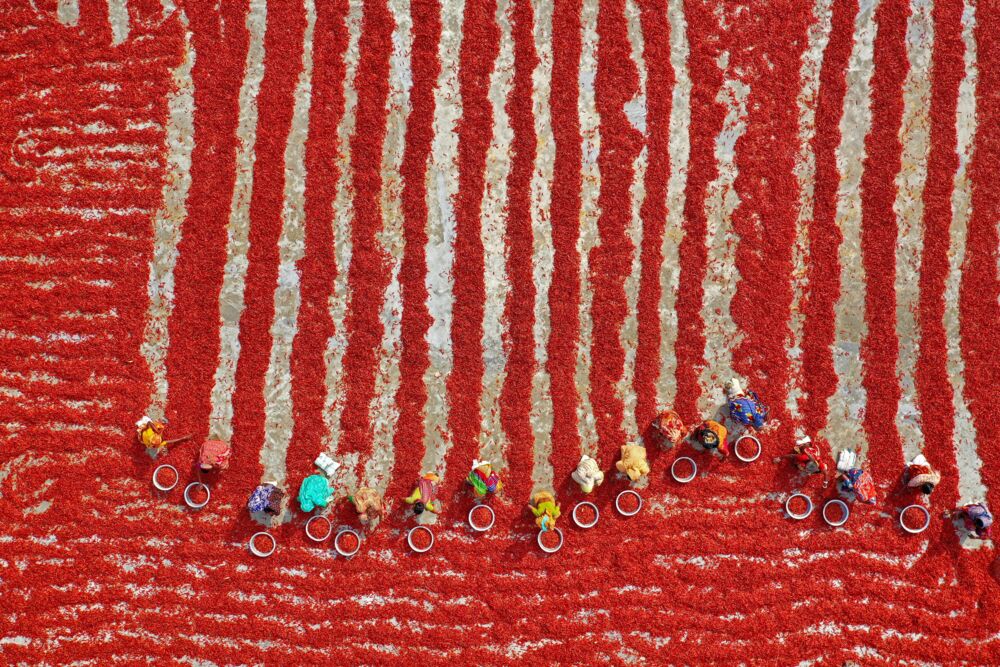 Red chilies 1