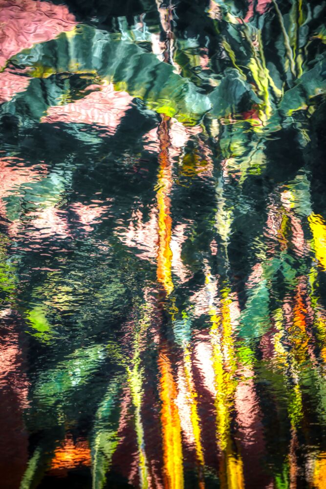 Palm tree reflections