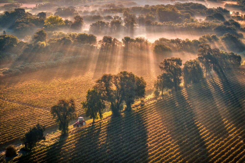 Provence Domain in Cote d Azur morning fog