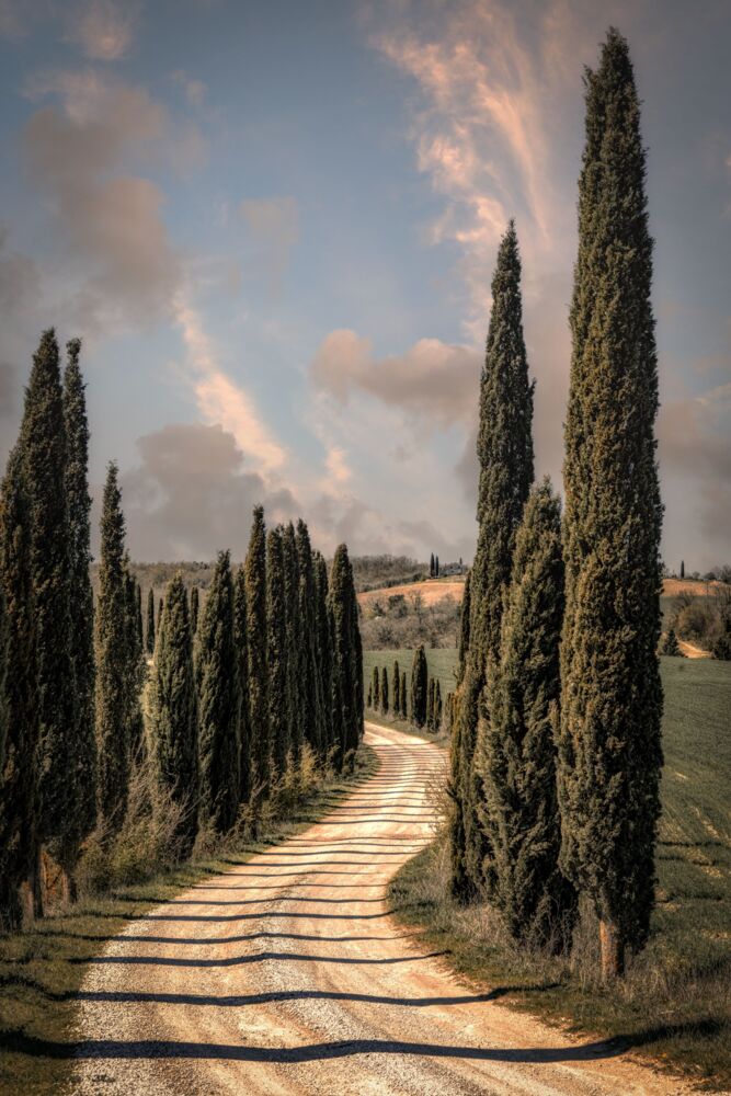 The Cypress road