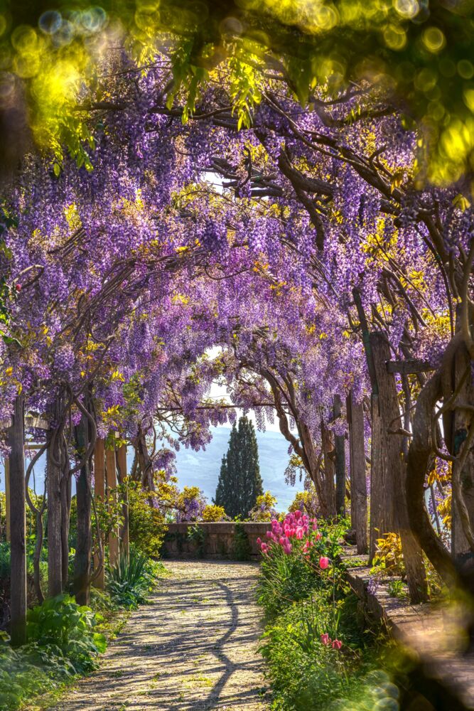 The enchanted garden