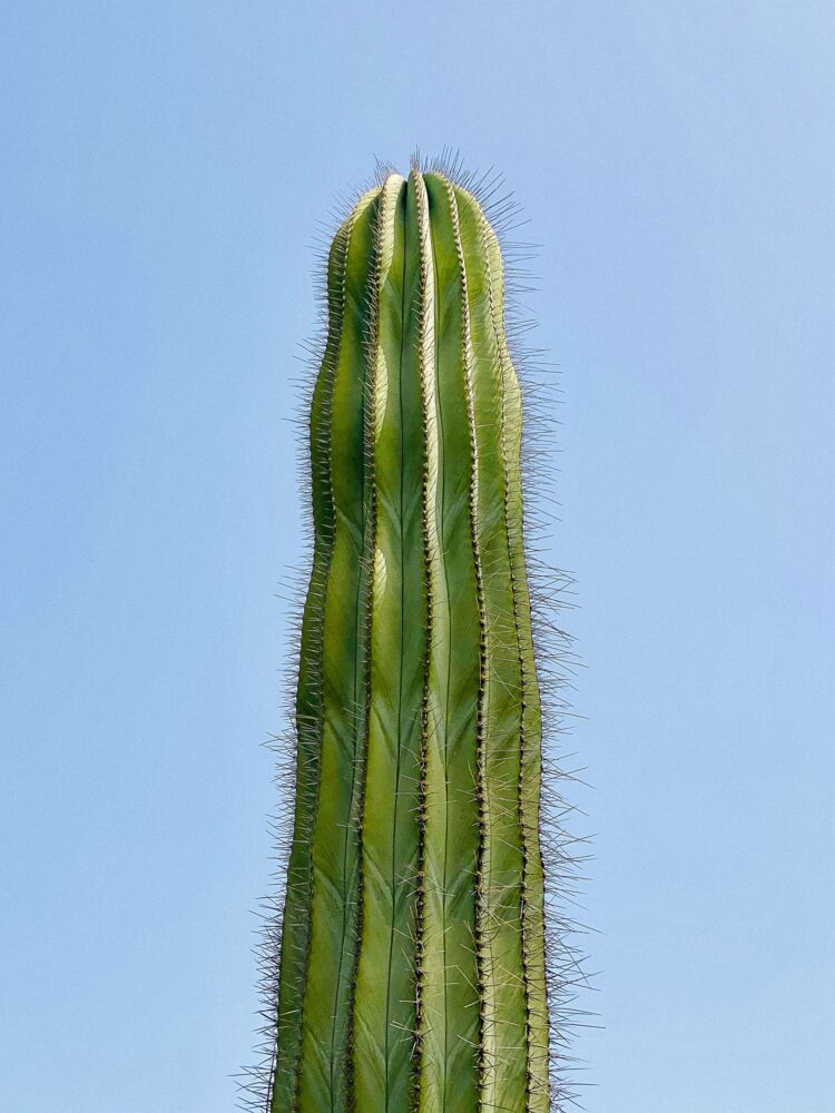 Study on sexes spiky and independent