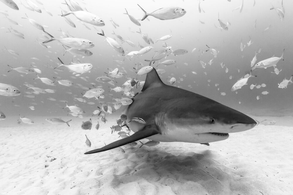 BULL SHARK AT PLAYA