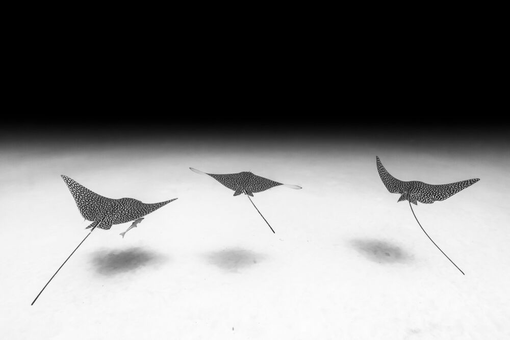 Whispers of flight