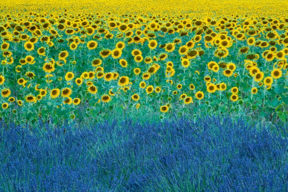 Tournesol et lavande