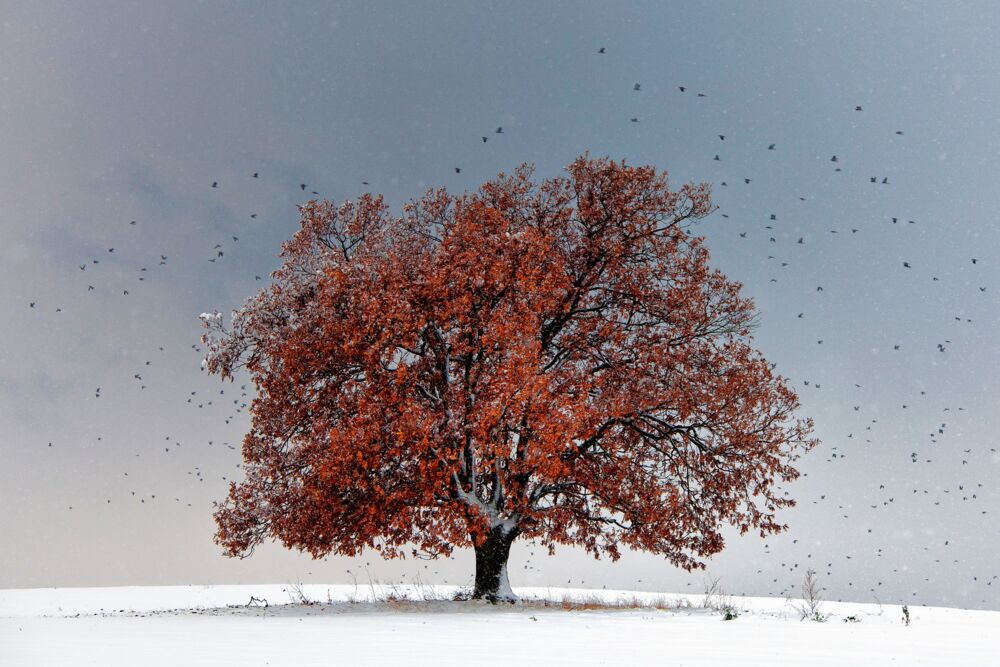 Tree of Life