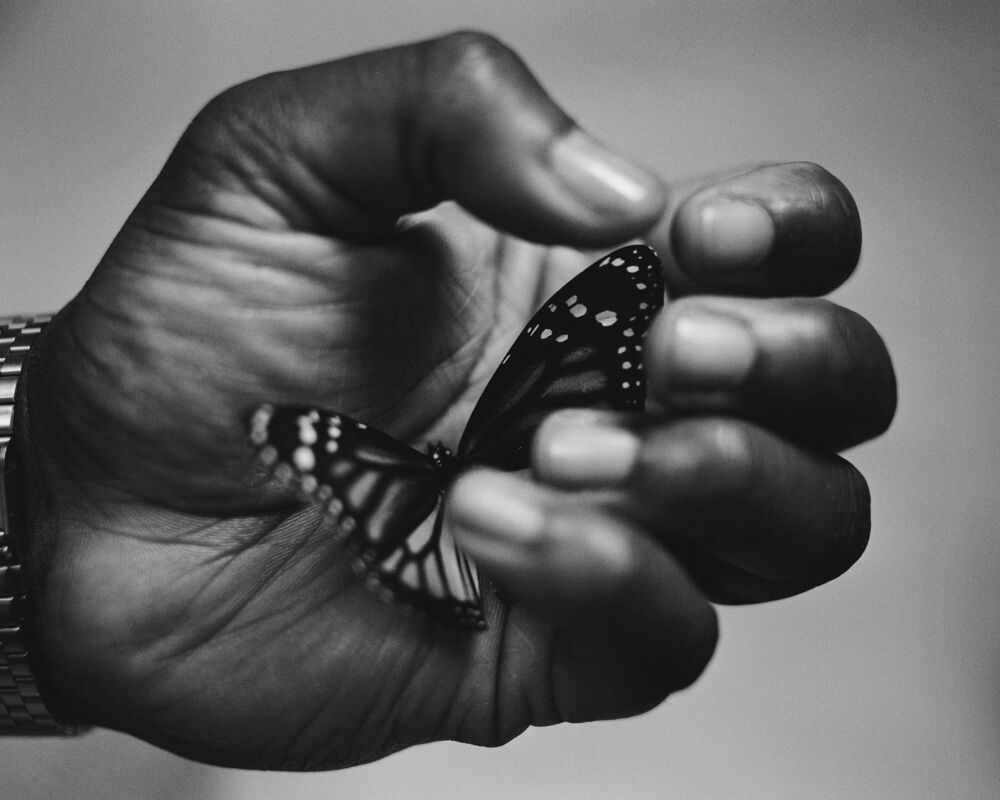 The butterfly
