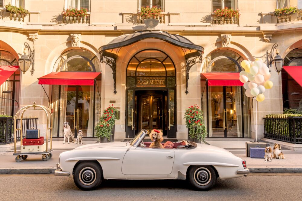 Dogs at hotel Plaza Athenee