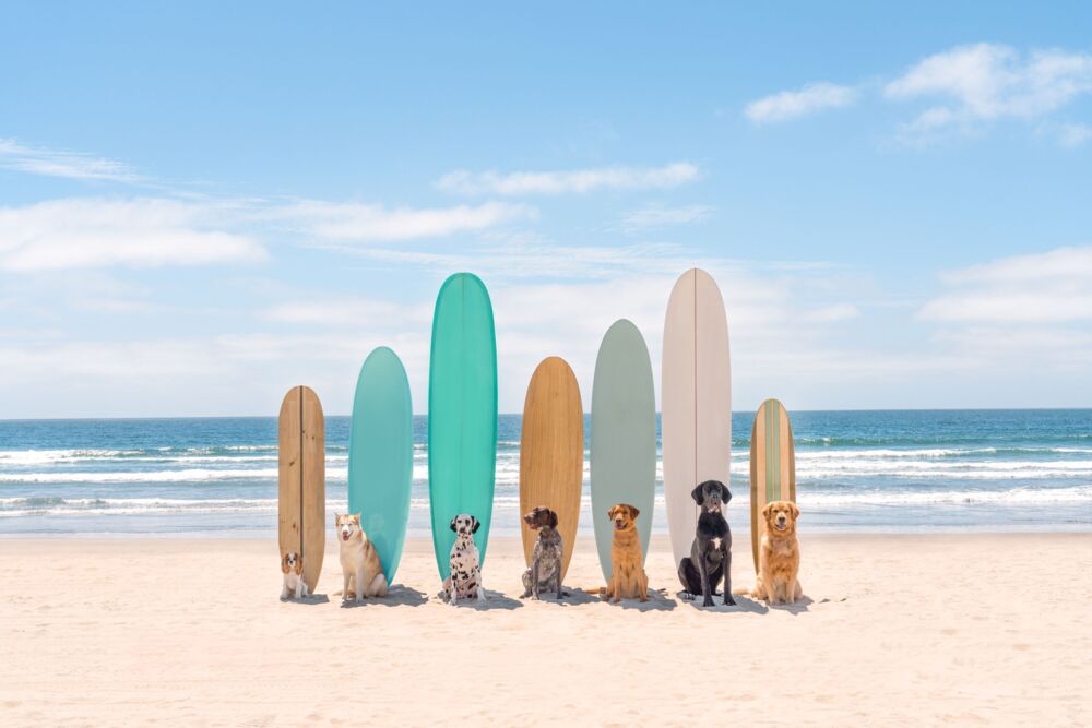 Surfs up San Diego