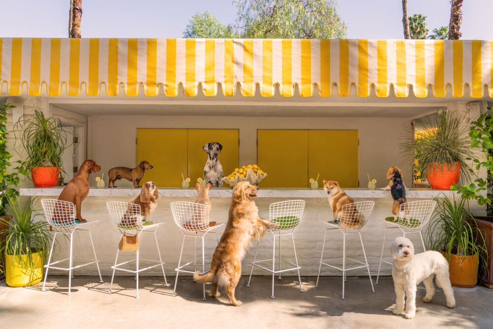 The lemonade stand Parker Palm Springs