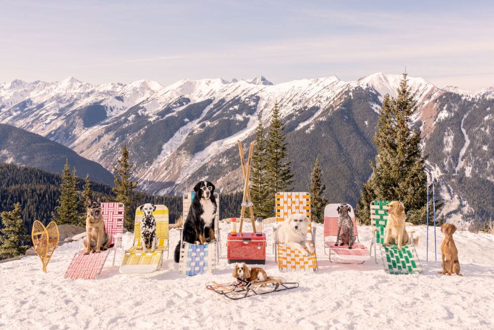The sun loungers dogs of Aspen