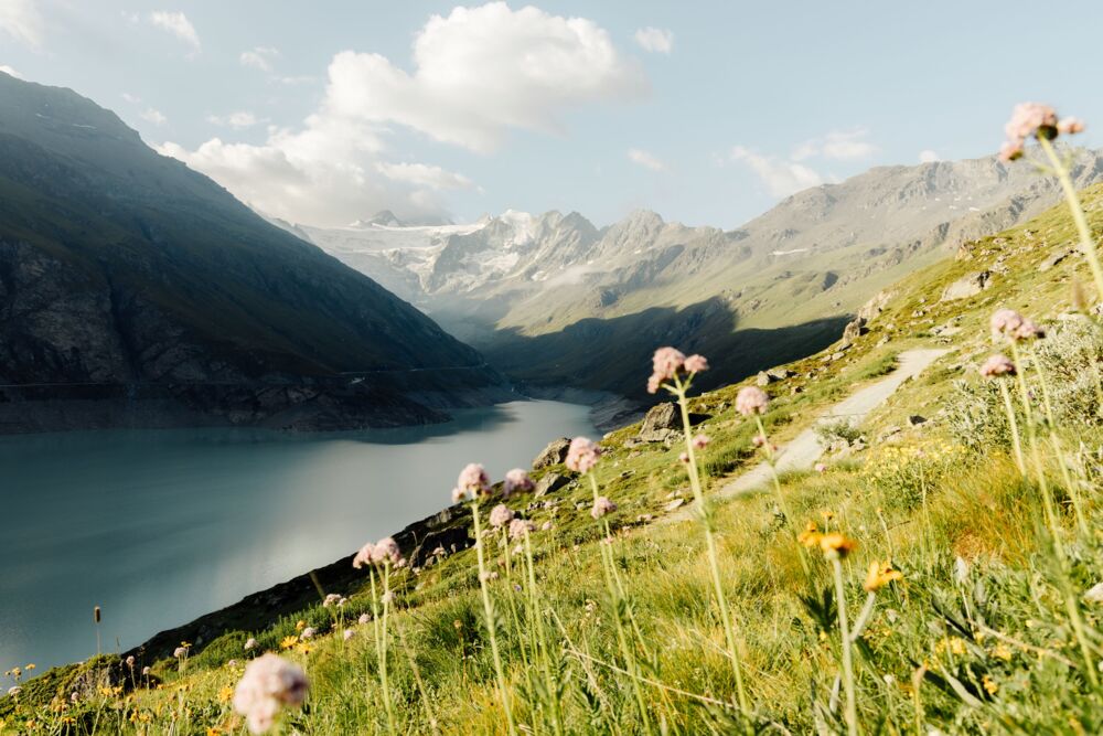 Les Alpes en fleurs