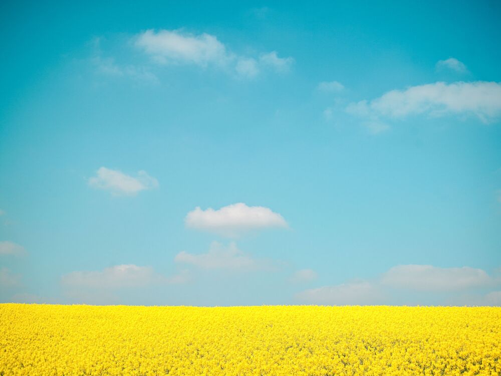 SKY OVER FLOWERS