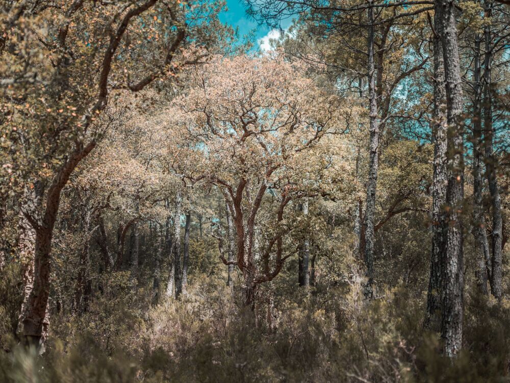THE TREES