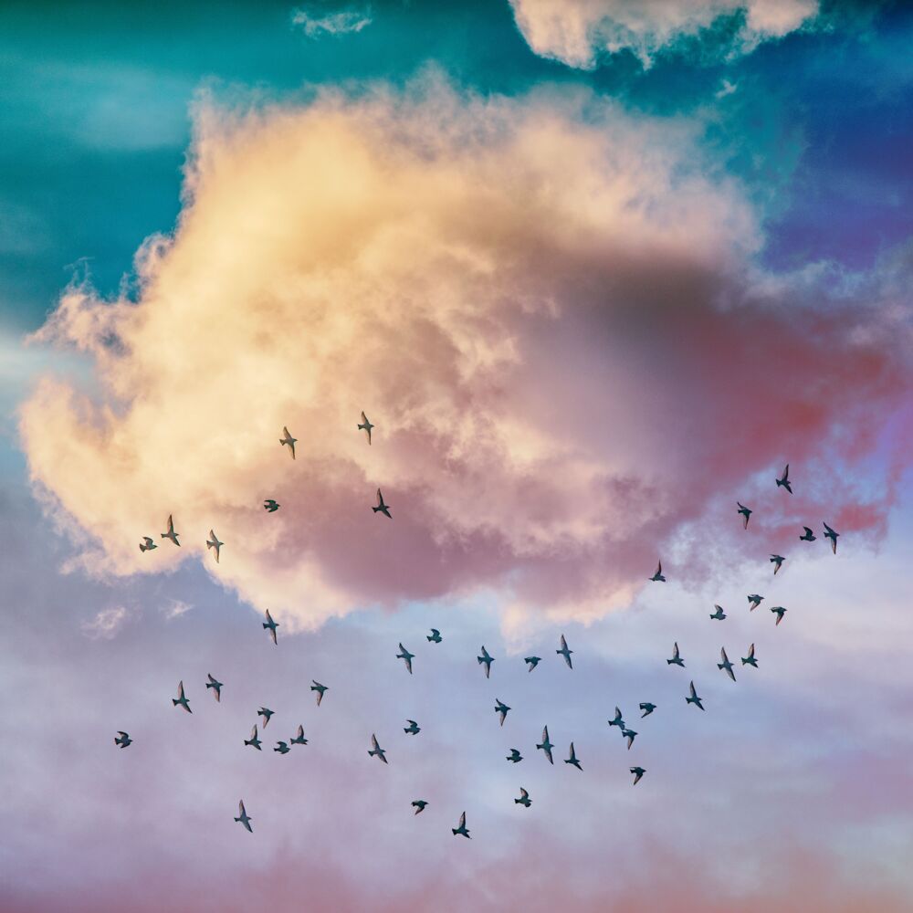 Birds and Clouds
