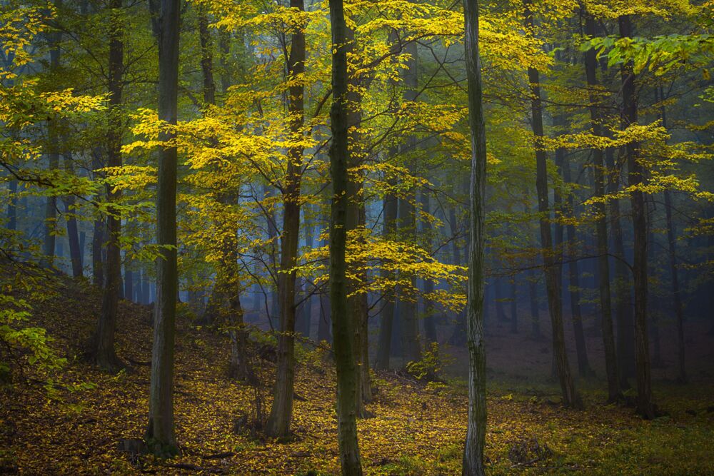 MYSTERIOUS POWER OF THE FOREST
