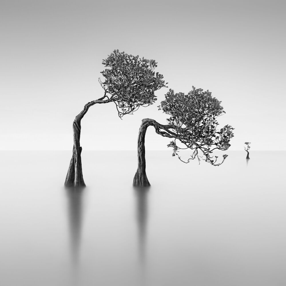 Dancing Mangrove Trees 2