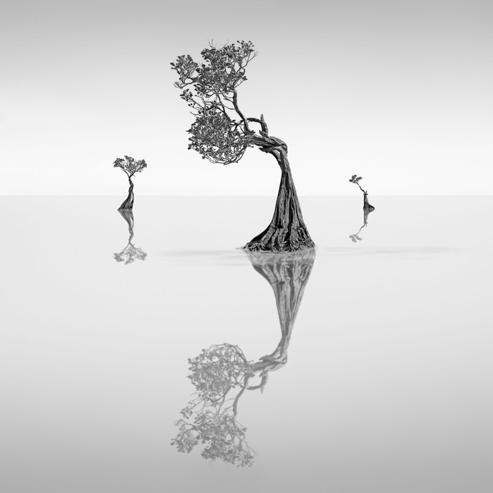 Dancing Mangrove Trees 5