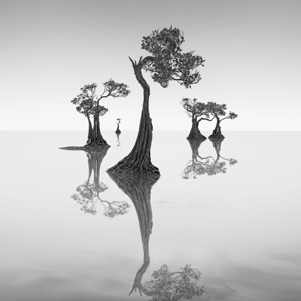 Dancing Mangrove Trees 7