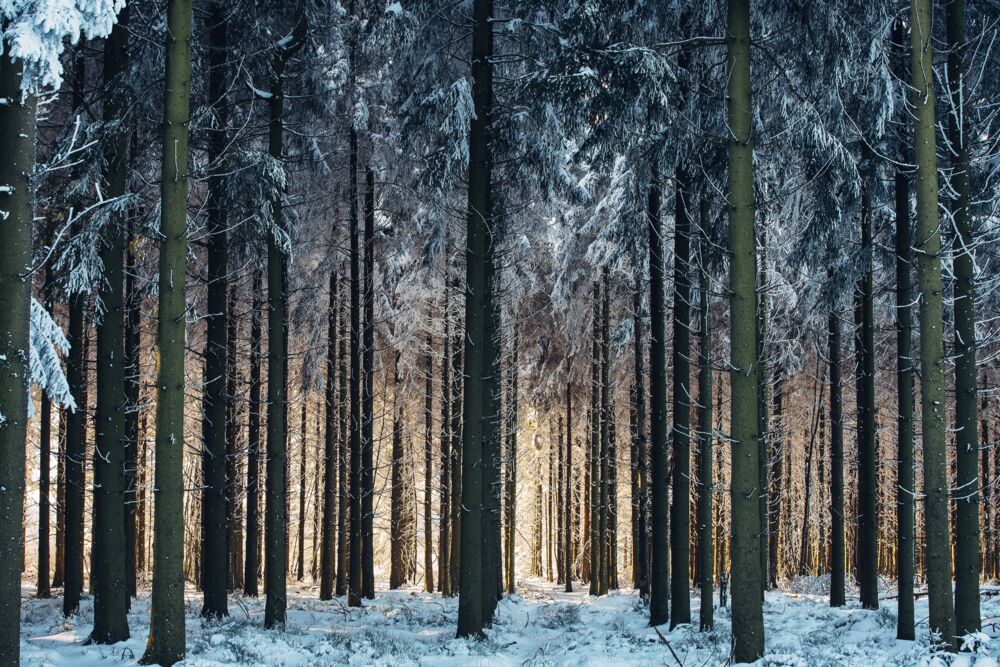 Winter cathedral