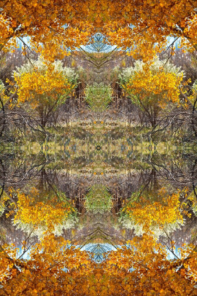 Bosque del apache