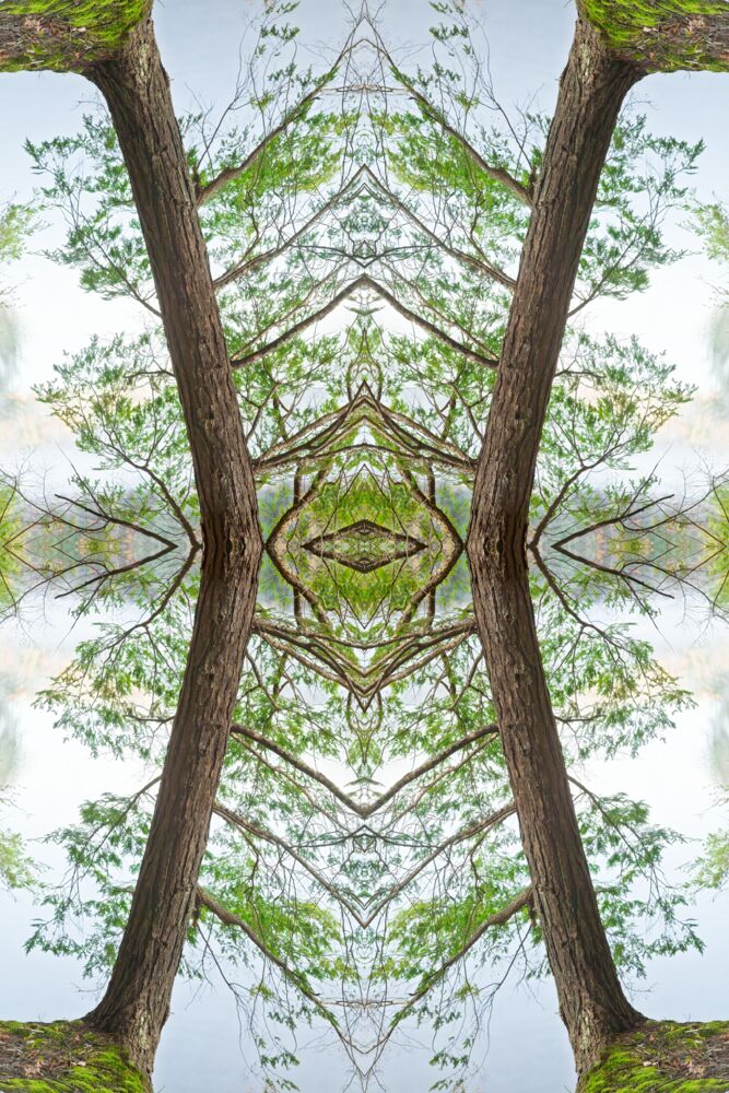 Hemlock mystery
