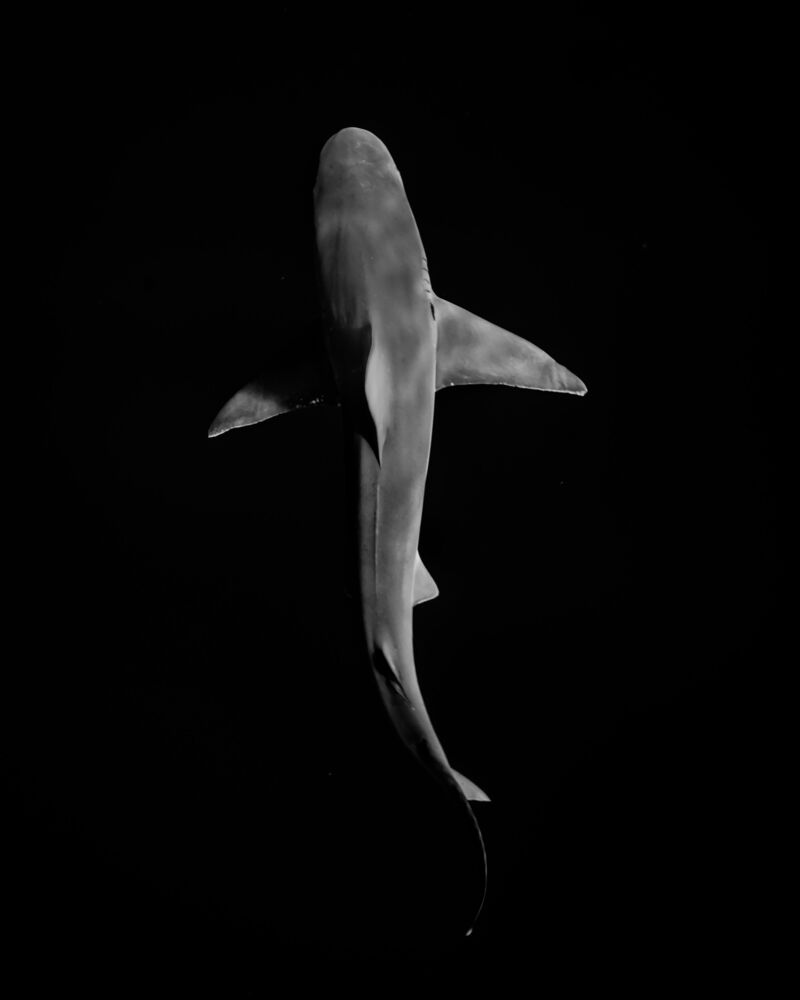 DARK SHARK
