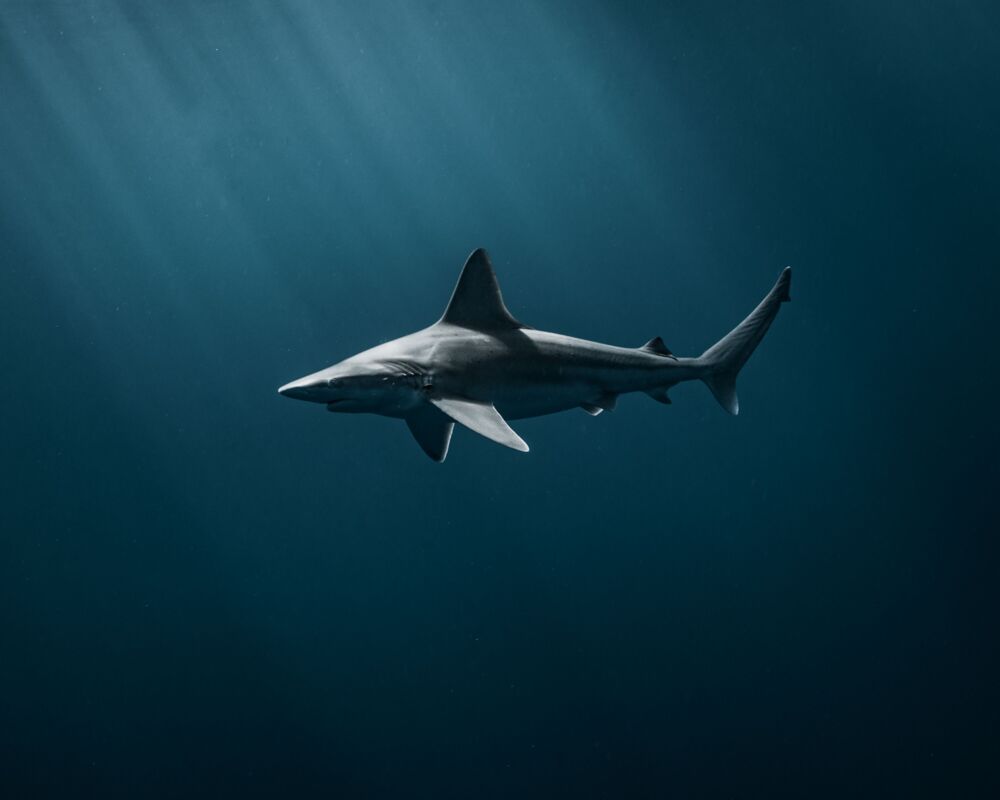 SUNSET SHARK