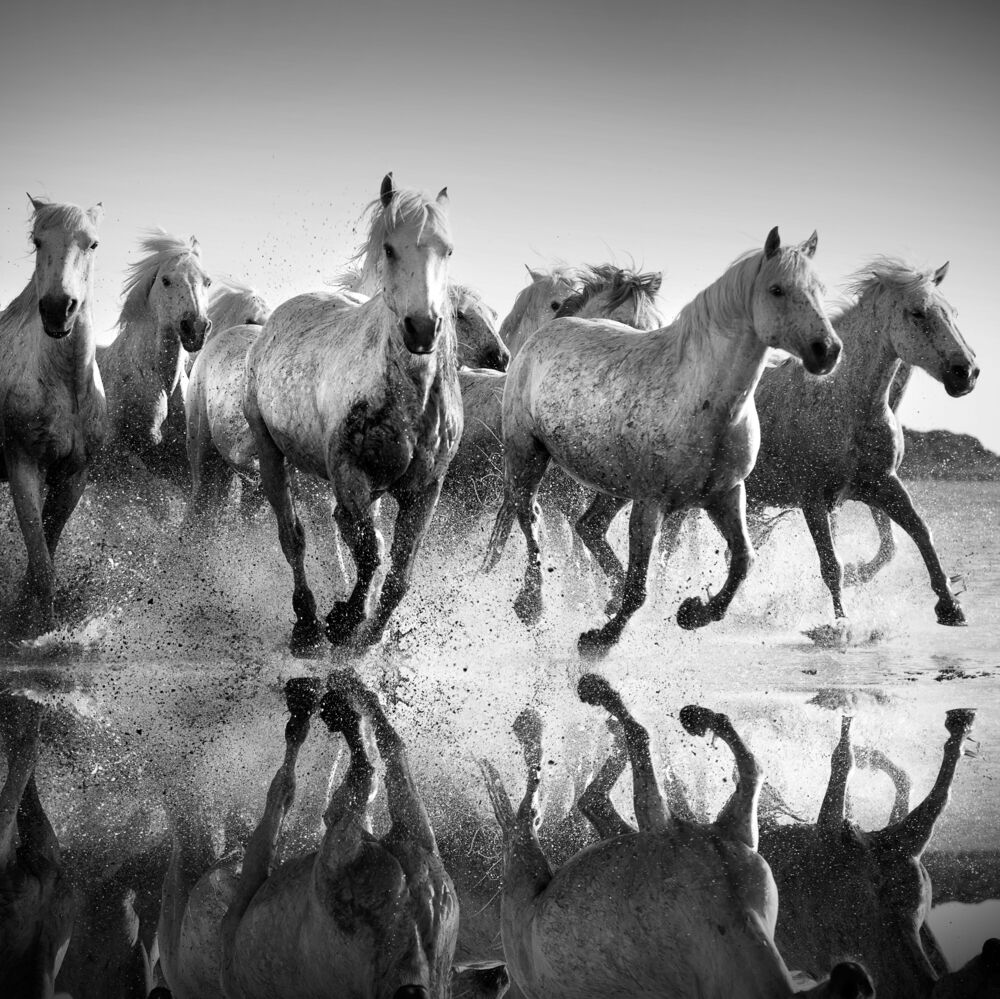 Horses and reflexions