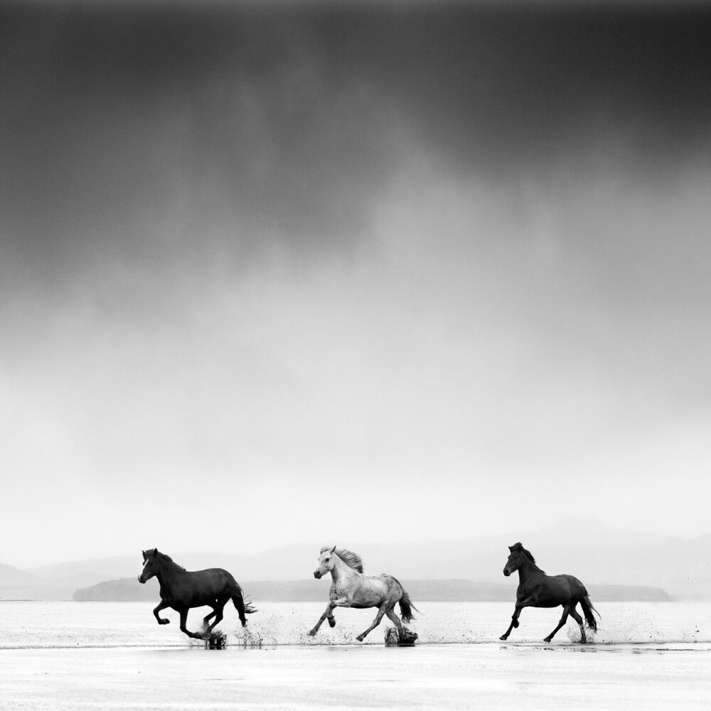 Three horses