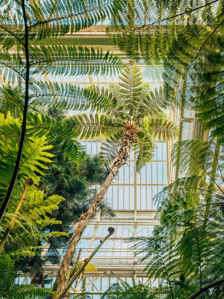 Botanical garden Berlin