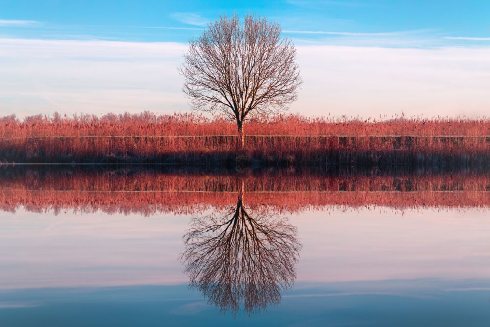 Red and Cyan Tree 