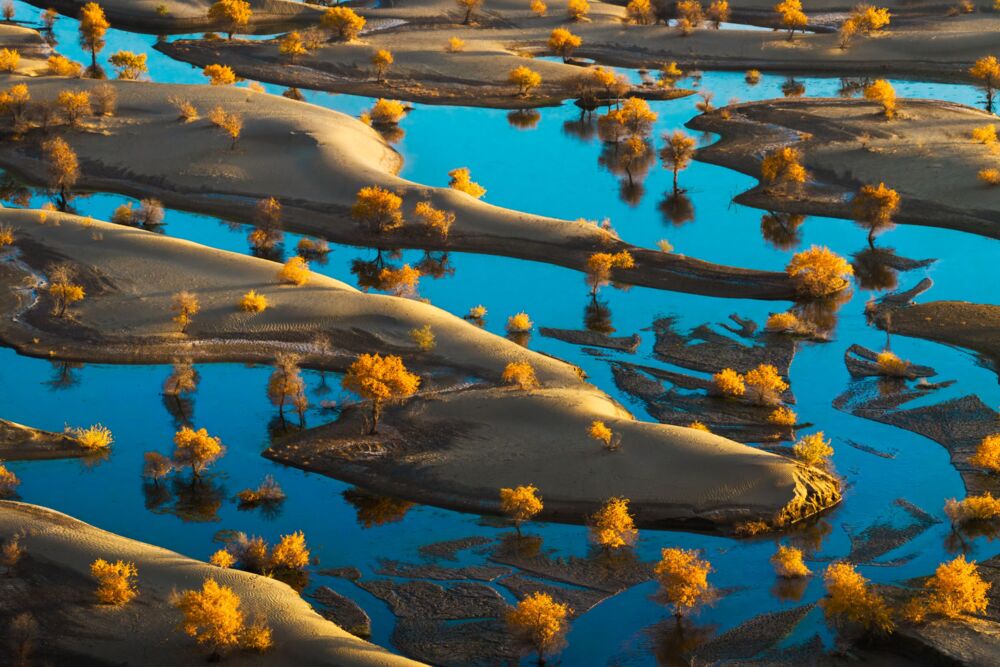 Golden oasis