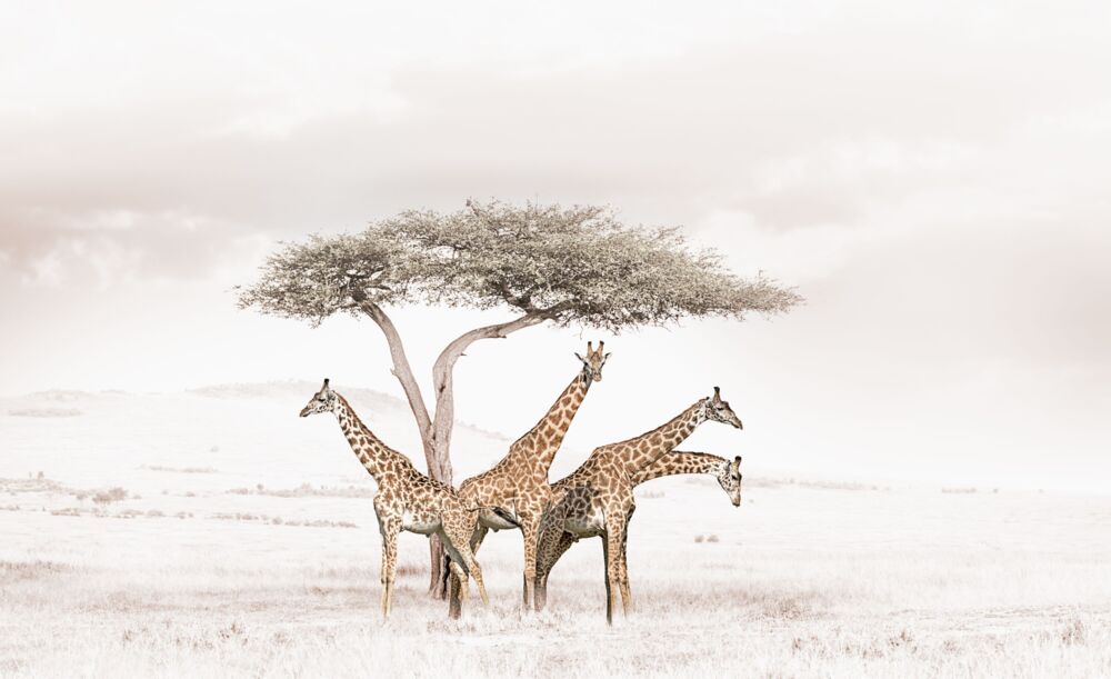 GATHERING GIRAFFES
