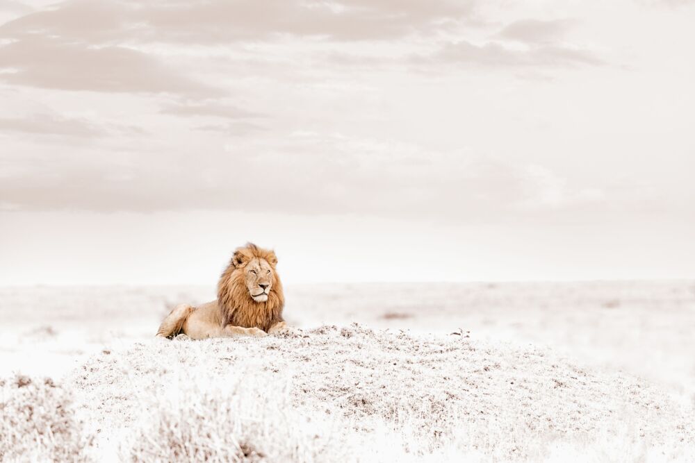 OBSERVING LION
